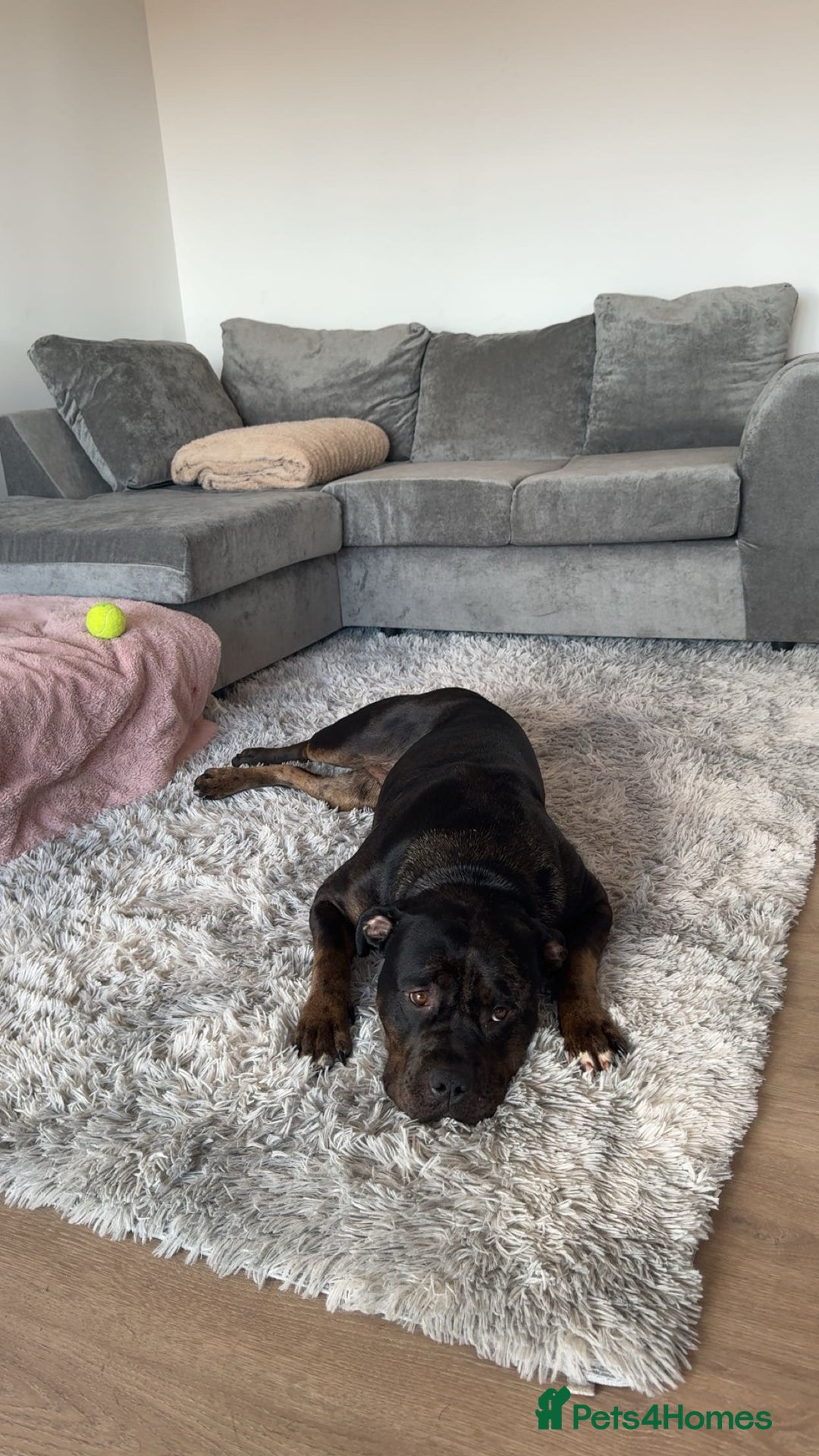 Mixed Breed dogs for sale: staffy x rottweiler 2 years old rehome  - Image 2