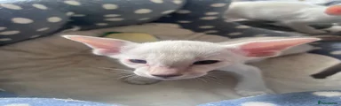Siamese Kitten 3