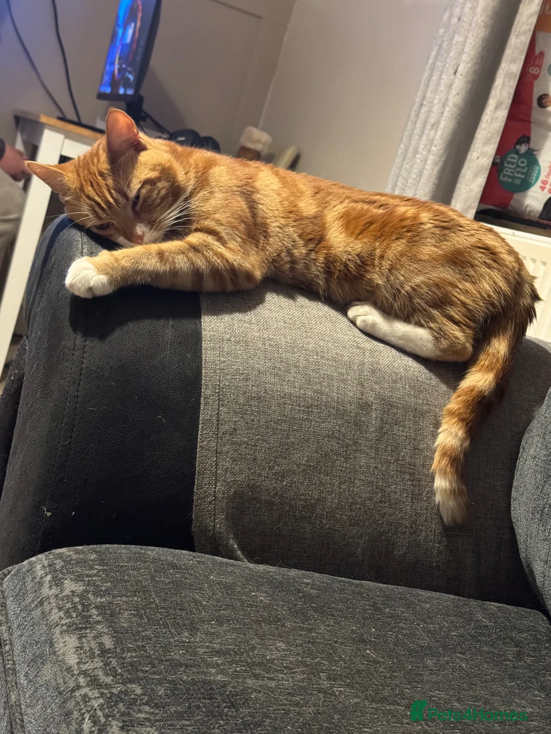 Mixed Breed cats for sale: Rehoming my male cat - Advert 1