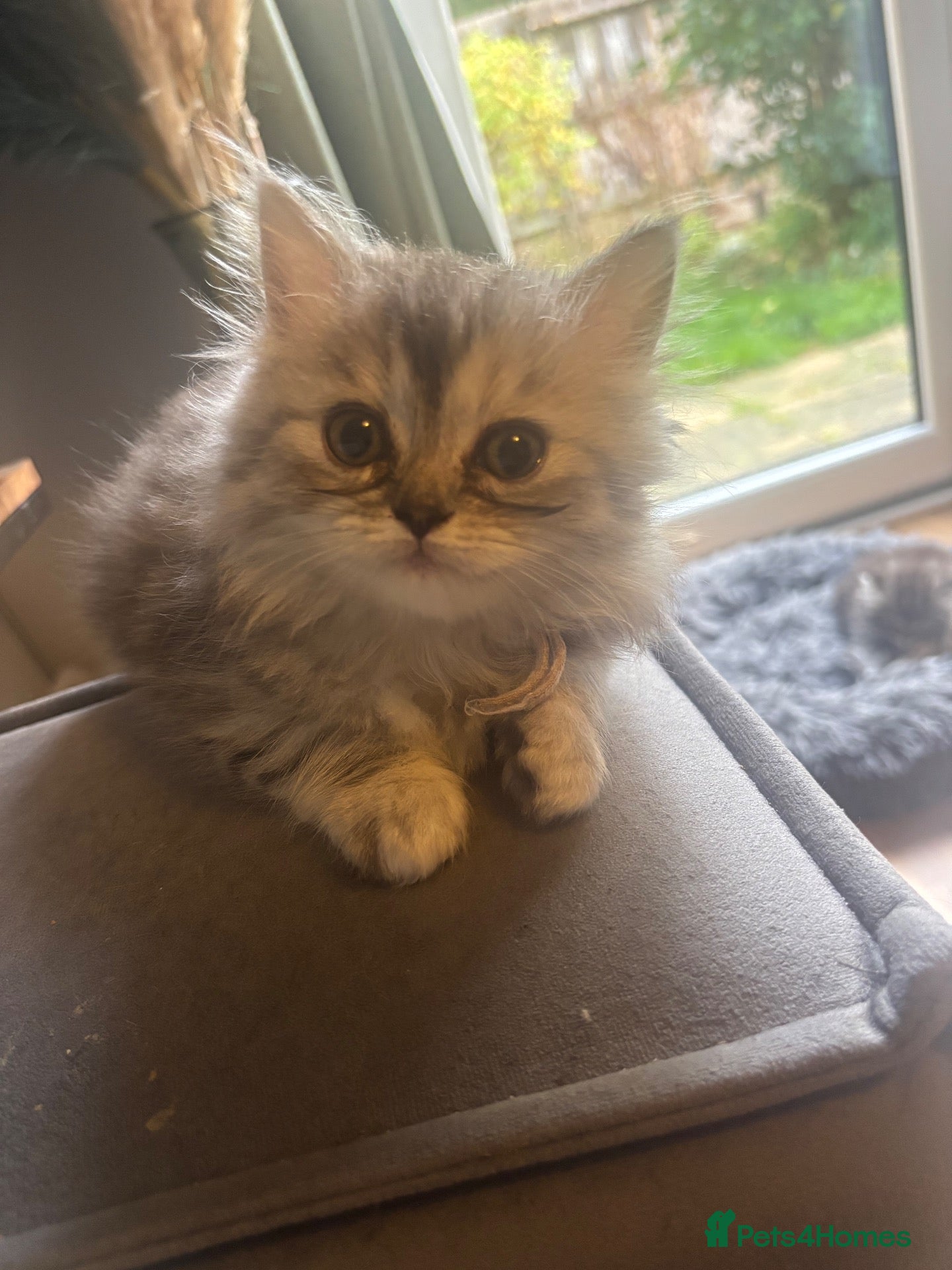 Ragdoll cats Ragdoll / Persians - Only 1 Girl left!!  - Advert 1