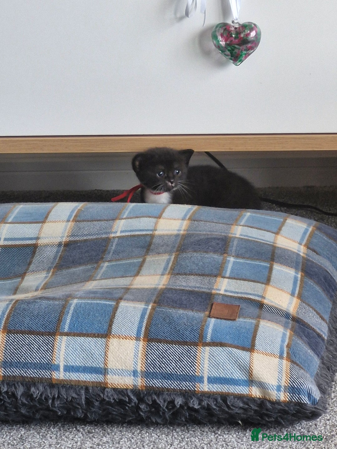 British Shorthair cats for sale: British Shorthair Mix Kittens  - Image 32