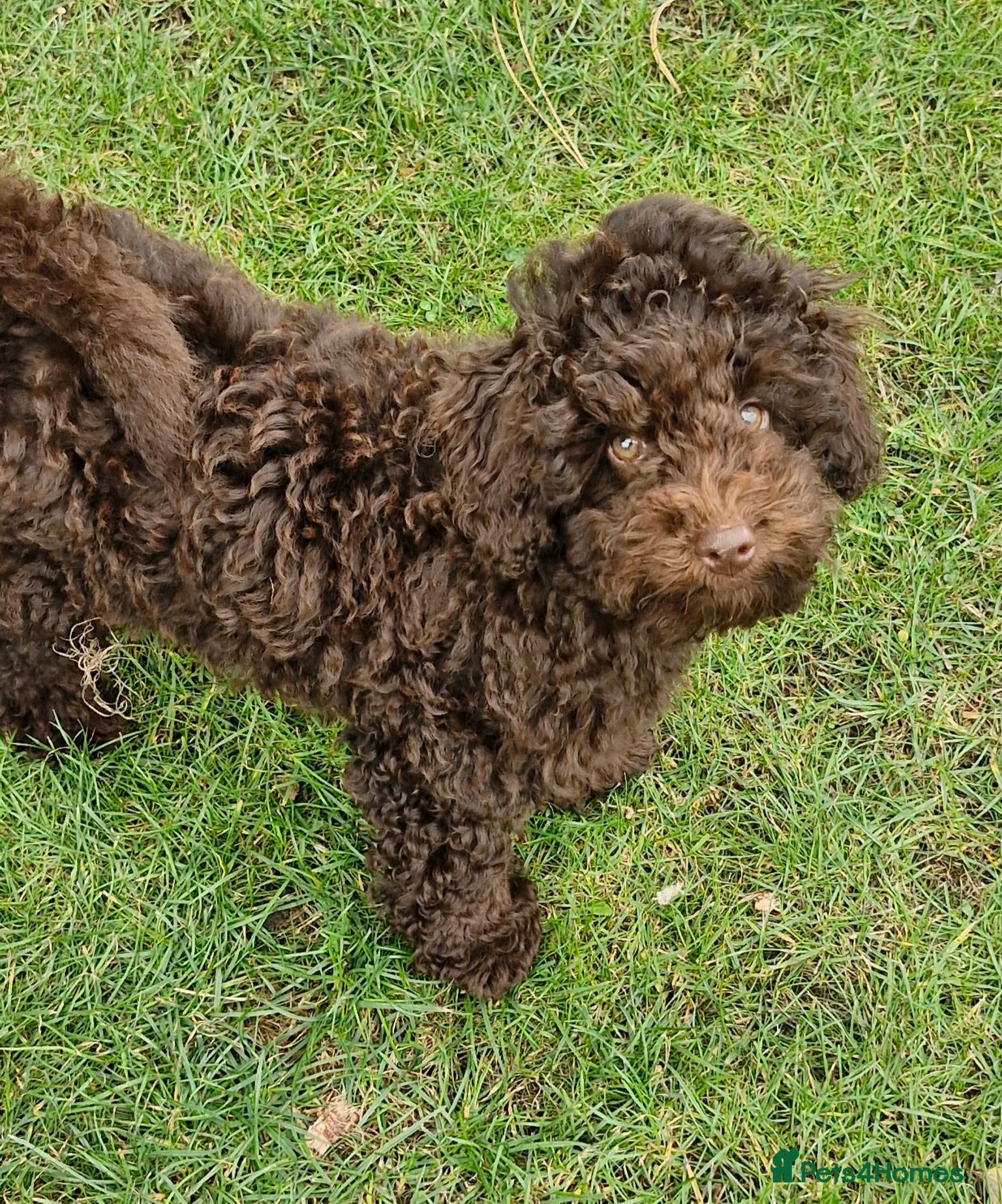 Toy Poodle dogs KC REG CHOCOLATE TOY POODLE PUPPYS  - Advert 3