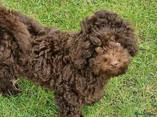Toy Poodle dogs KC REG CHOCOLATE TOY POODLE PUPPYS - Advert 5