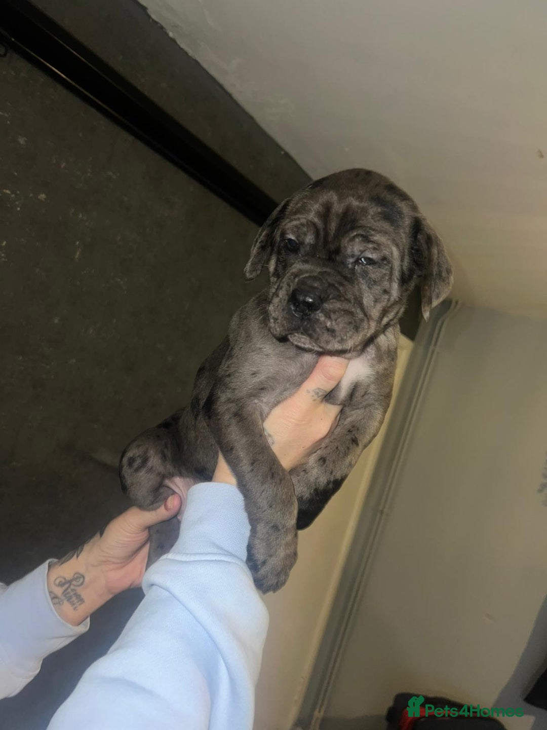 Cane Corso dogs for sale: Cane Corso Pups - Advert 18
