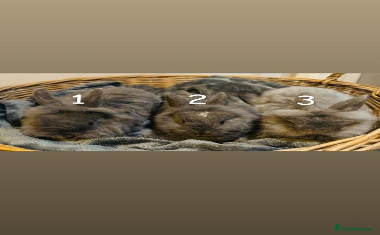 Lionhead rabbits - Advert 4