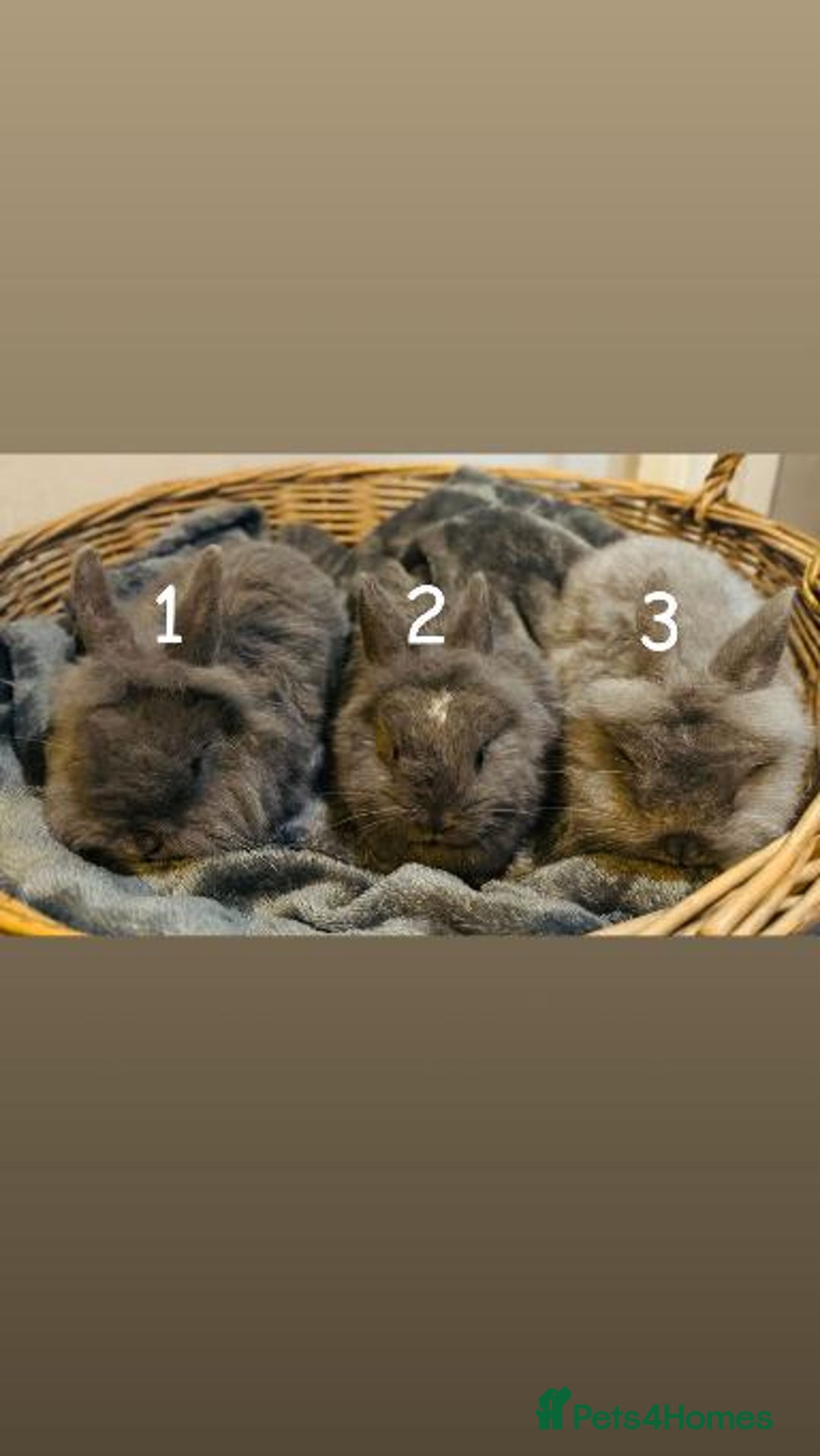 Lionhead rabbits for sale: Lion head baby rabbits  - Image 1