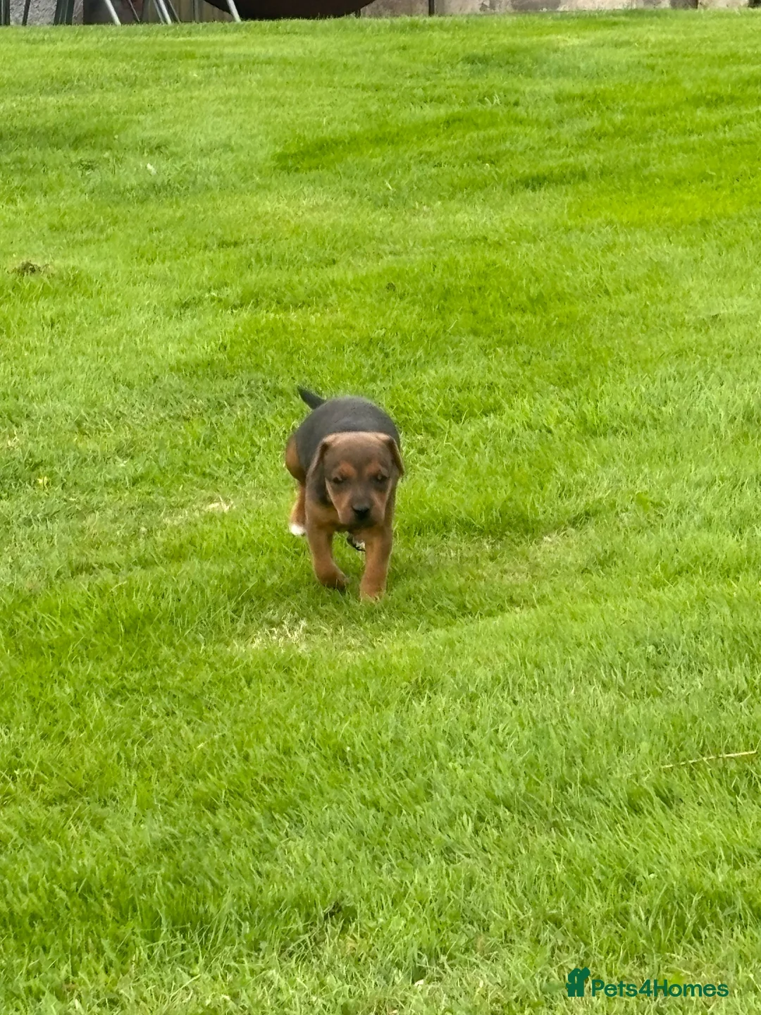 Lakeland Terrier dogs for sale: Lakeland pup - Advert 2
