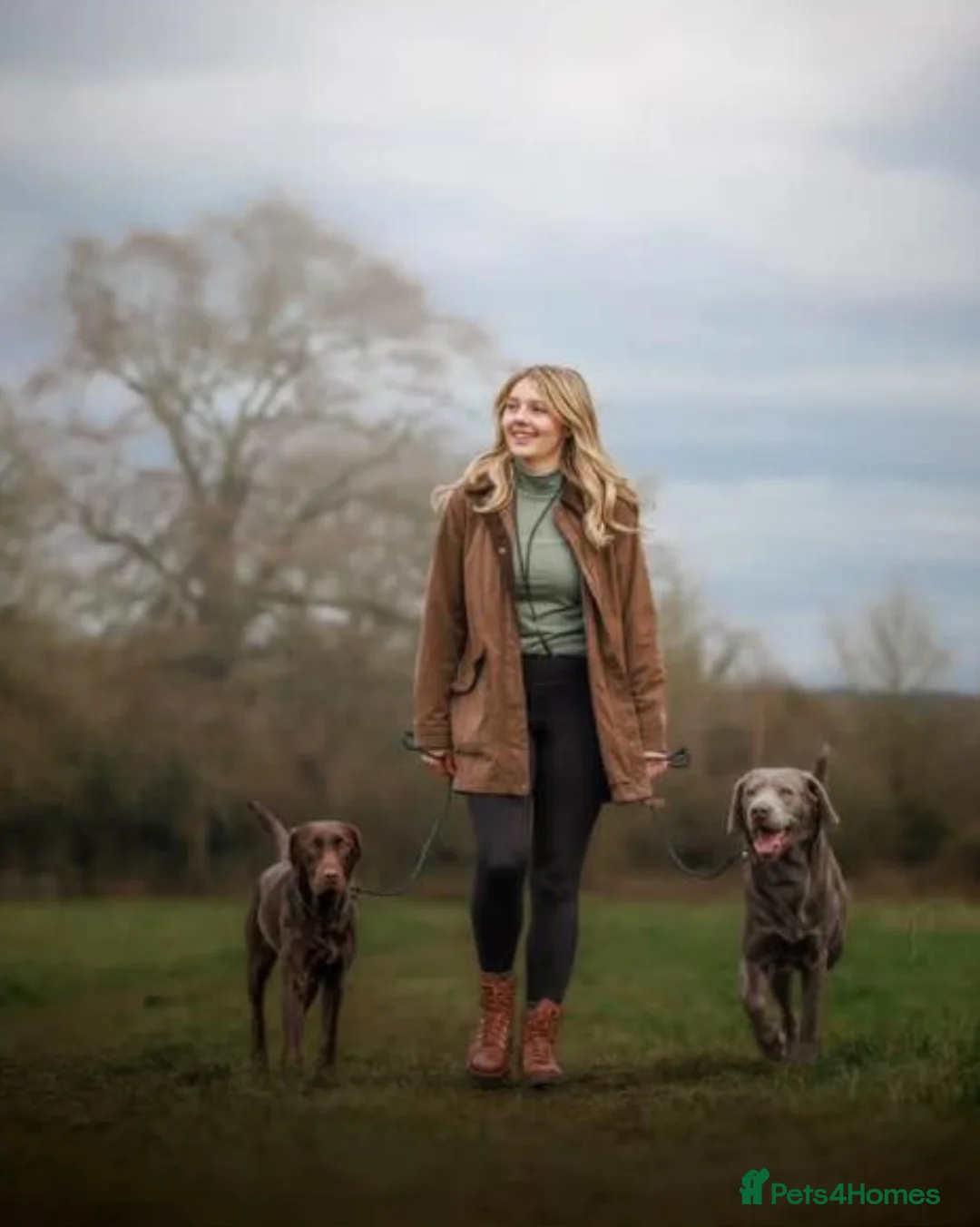 Labrador Retriever dogs for sale: Perfect health tested Silver & Charcoals  - Advert 28