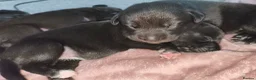 Mixed Breed dogs for sale: Gorgeous border collie cross goldador puppies  in Chippenham - Advert 32