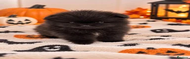 Pomeranian 1