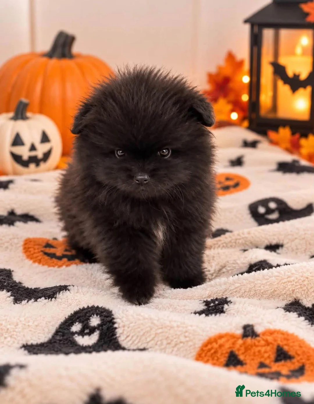 Pomeranian dogs for sale: Pomeranian puppies  in Glasgow - Advert 2