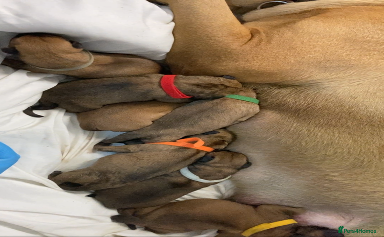 Bullmastiff dogs - Advert 1