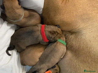 Bullmastiff dogs - Advert 5