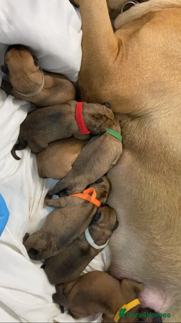 Bullmastiff dogs - Advert 1