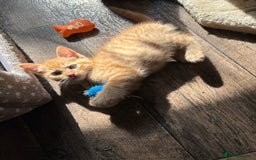 Ragdoll cats for sale: Ragdoll cross kittens - Image 14