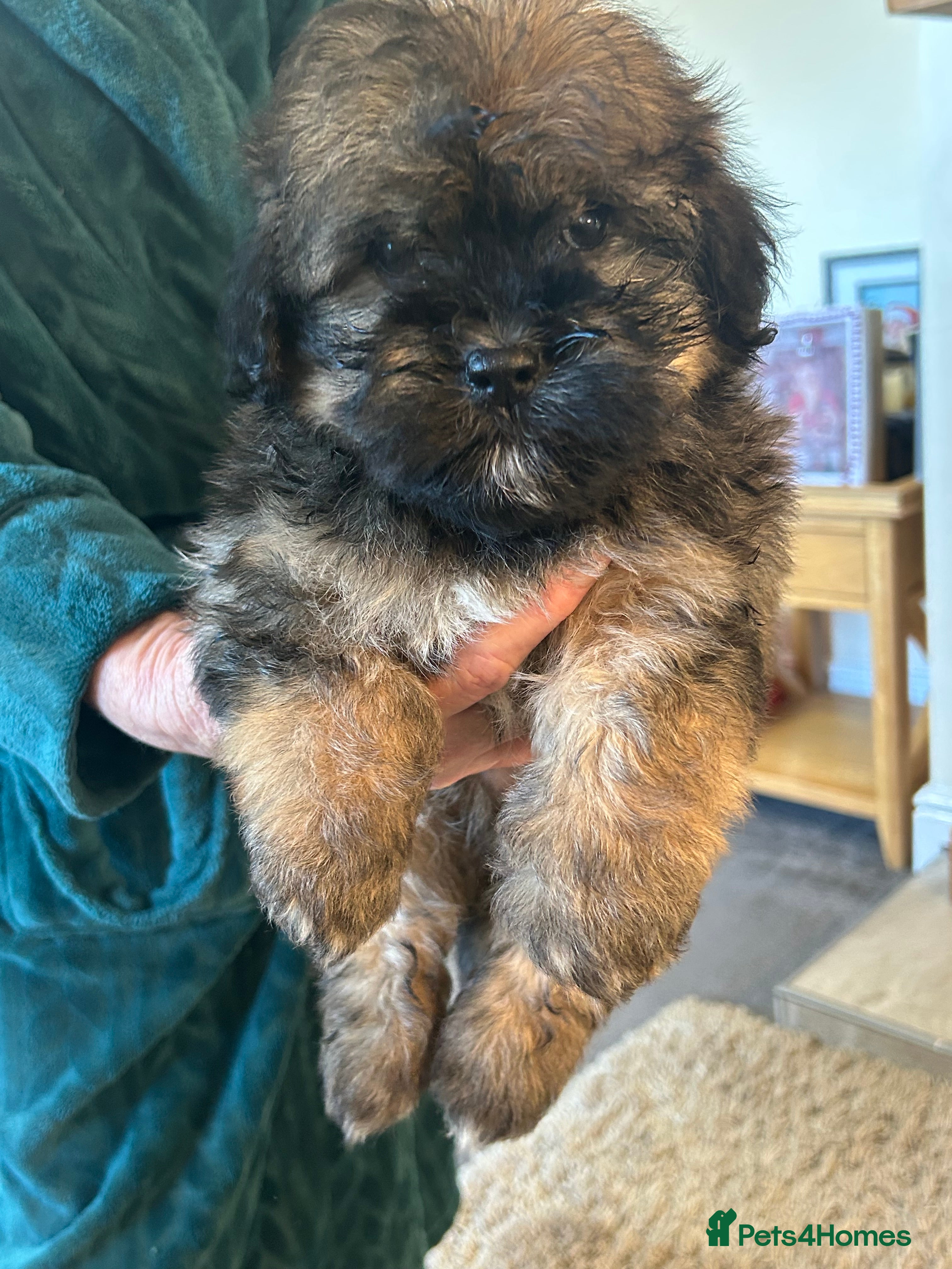 Havanese dogs Full Breed Havanese - Advert 1