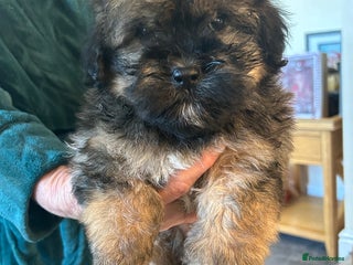 Havanese dogs Full Breed Havanese - Advert 1