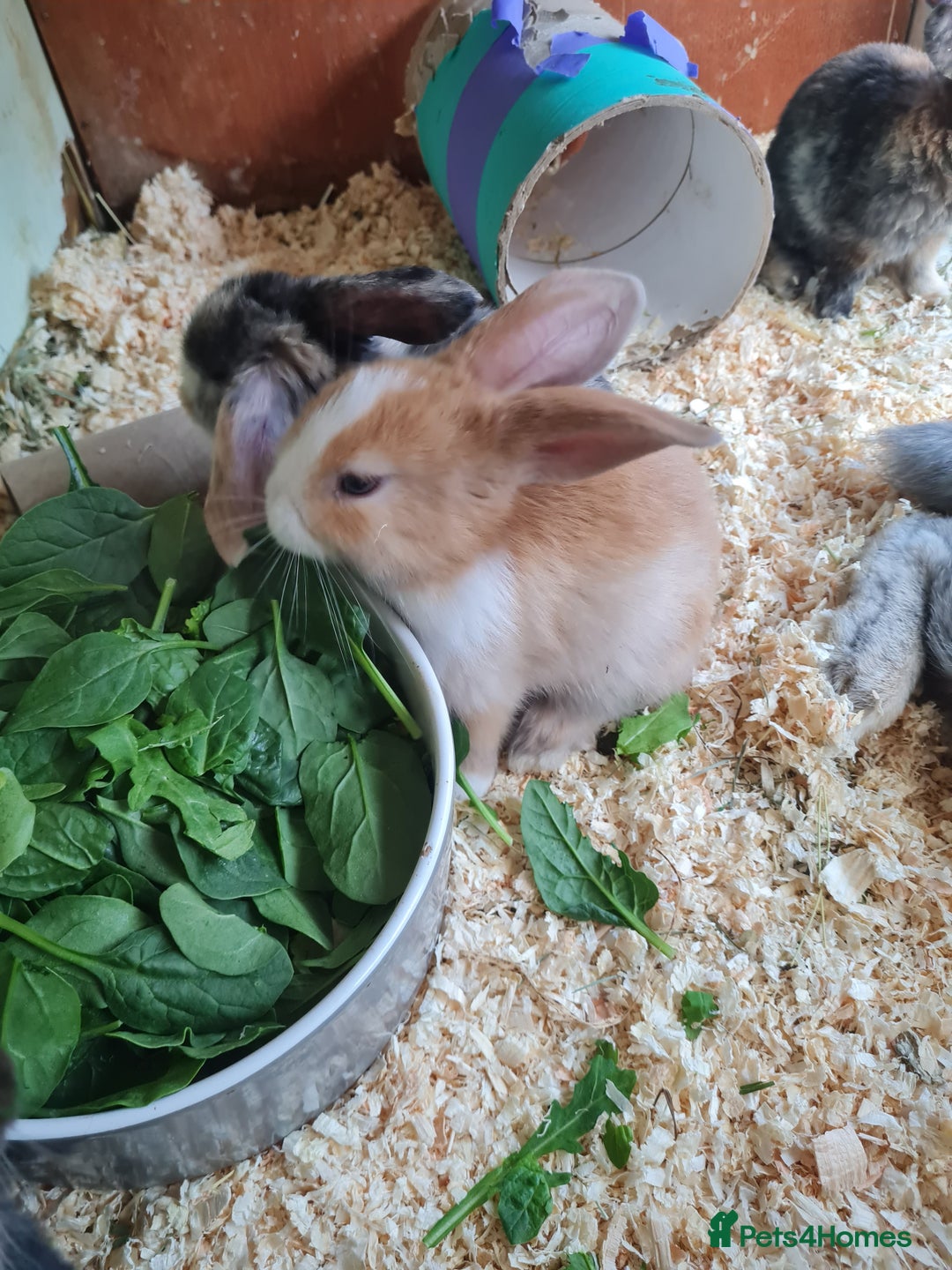 Mixed Breed rabbits for sale: Rex cross mini lop - Image 3
