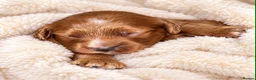 Cavapoo dogs for sale: Mum is a good natured apricot cavalier  - Advert 3