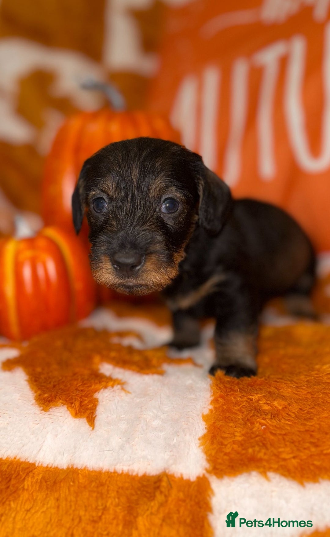 Dachshund dogs for sale: 🩷💙Stunning KC Wire haired Dachshunds🩷💙 - Image 13