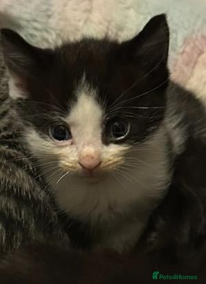 Mixed Breed cats Kittens for sale ready to go now   - Advert 23