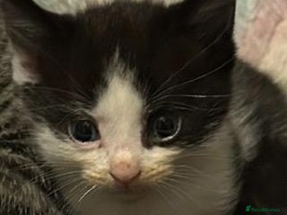 Mixed Breed cats - Advert 14