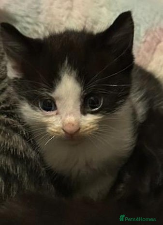 Mixed Breed cats - Advert 15