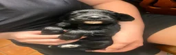 Cocker Spaniel dogs for sale: Stunningly beautiful spaniels  - Advert 11