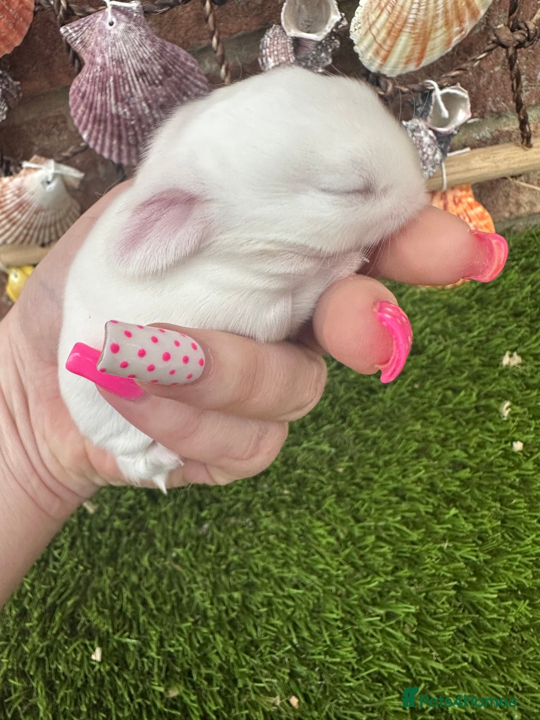 Mini Lop rabbits for sale: Stunning mini lops - Image 17