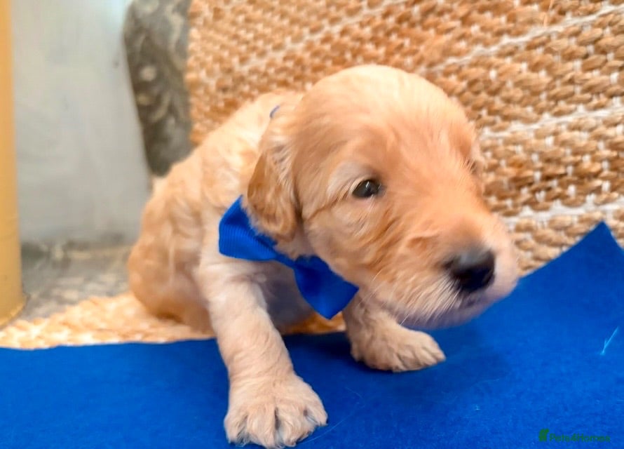 Labradoodle dogs Gorgeous 🌸🌸 F1BB Miniature Labradoodle Puppies - Advert 2