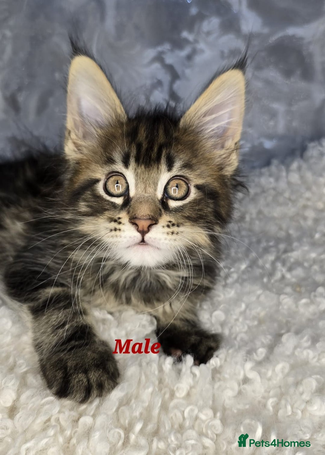 Maine Coon cats for sale: TICA KING SIZE MAINE COON CUBS - Advert 4