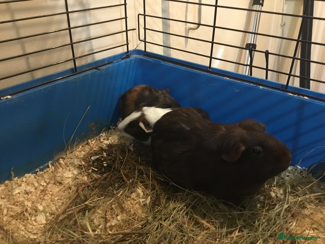 Guinea Pig rodents for sale: Mum and babies - Advert 2