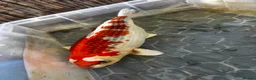 Koi Carp fish for sale: 3 x Large Koi for sale  in Chatham - Advert 3