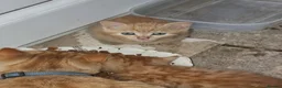 Mixed Breed cats for sale: Beautifull kittens  - Advert 5