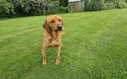 Labrador Retriever dogs for sale: 🐾RETIRED 4 YR OLD FOX RED LABRADOR BITCH 🐾 - Image 5
