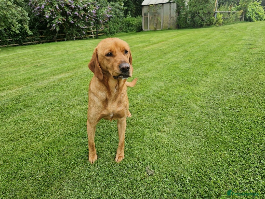 Labrador Retriever dogs for sale: 🐾RETIRED 4 YR OLD FOX RED LABRADOR BITCH 🐾 - Image 5