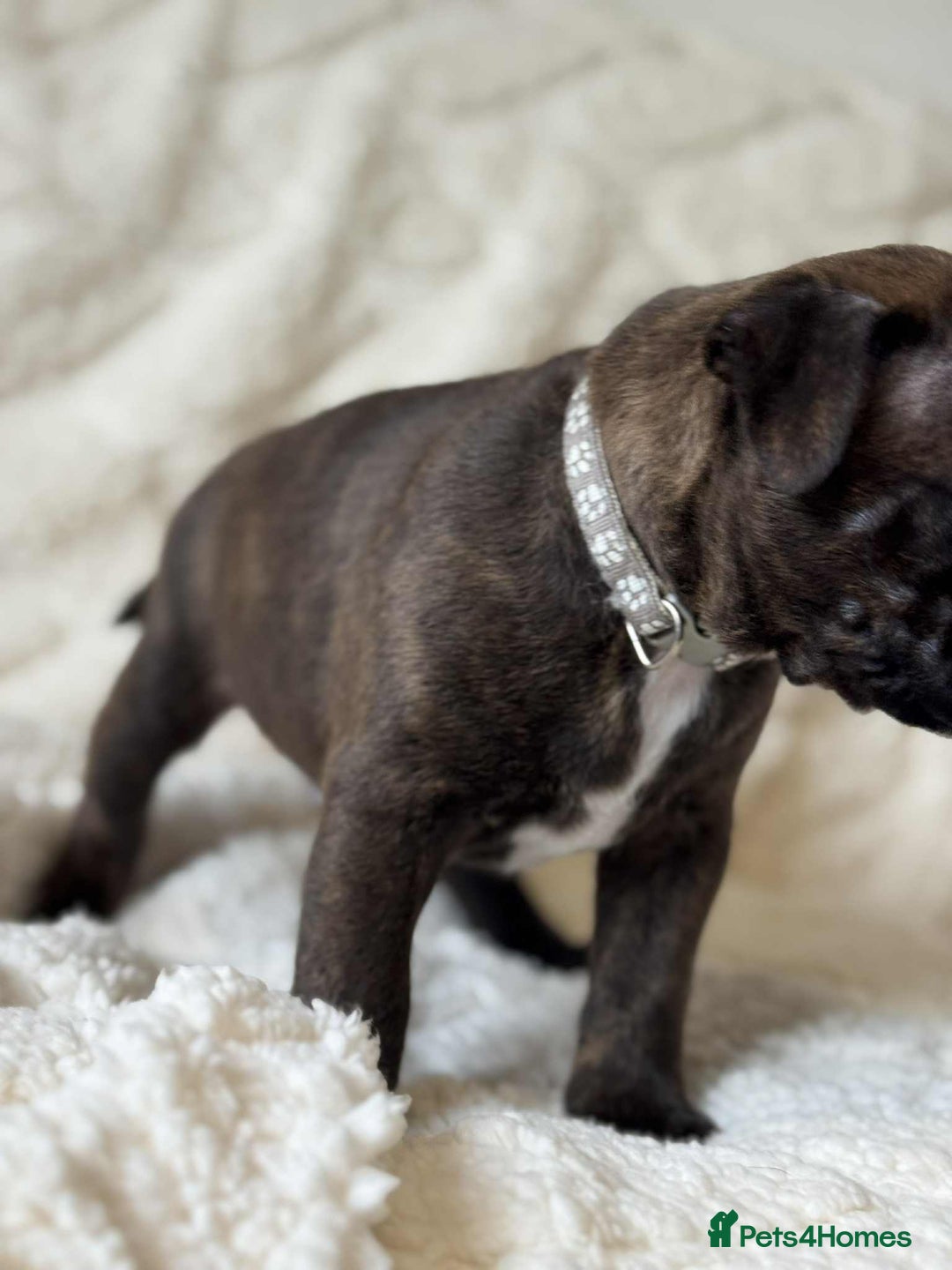 Staffordshire Bull Terrier dogs for sale: Kc registered Staffordshire bull terriers - Advert 28