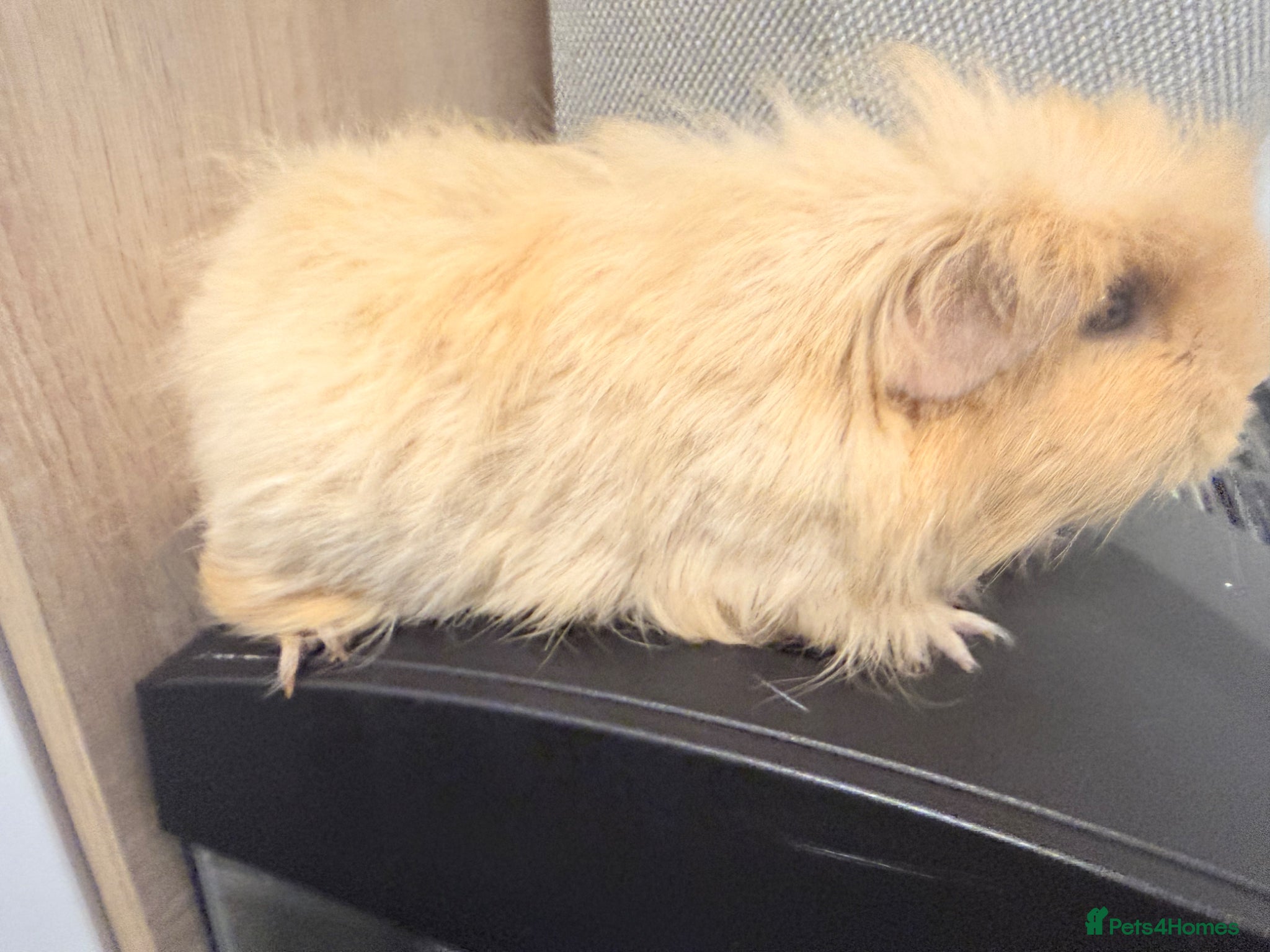 Guinea Pig rodents for sale: Looking for a new home  - Advert 1