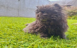 Persian cats for sale: Adorable Pure persian kitten  - Image 5