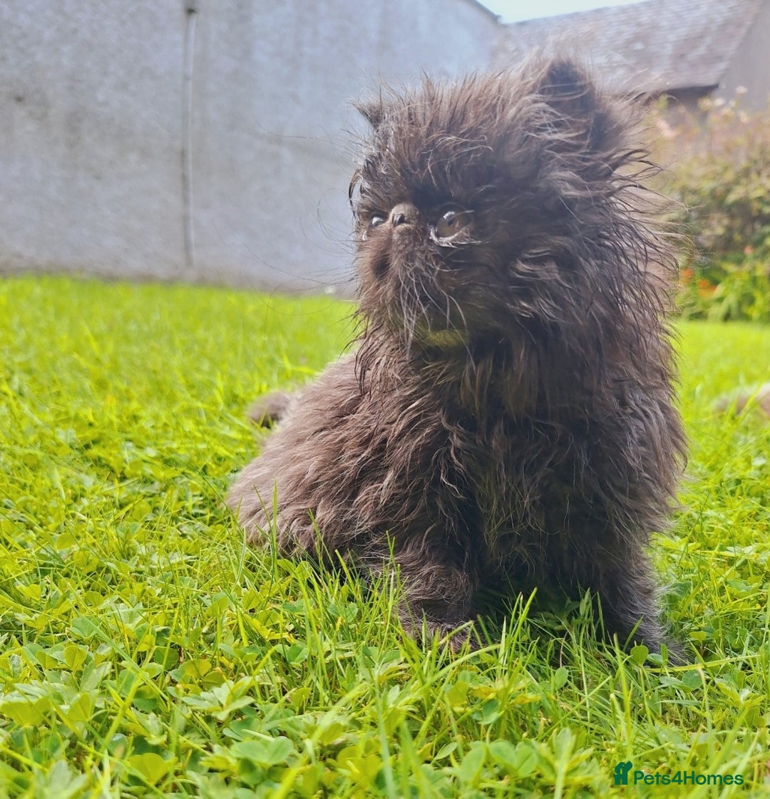 Persian cats for sale: Adorable Pure persian kitten  - Image 5