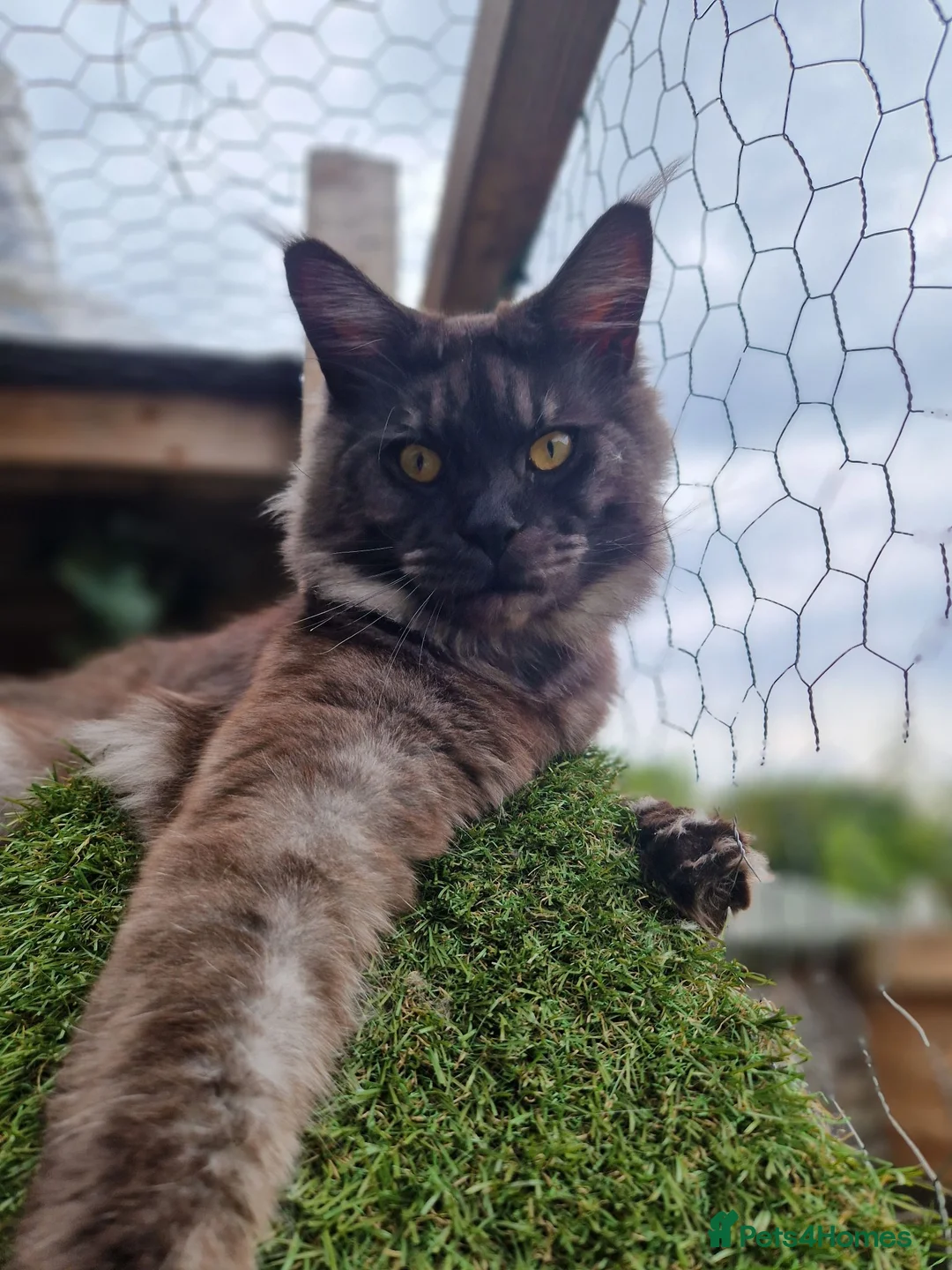 Maine Coon cats for sale: Tica registered black smoke mainecoon  - Advert 7