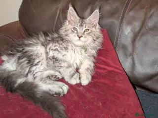 Maine Coon cats Full Mainecoon kittens - Advert 10