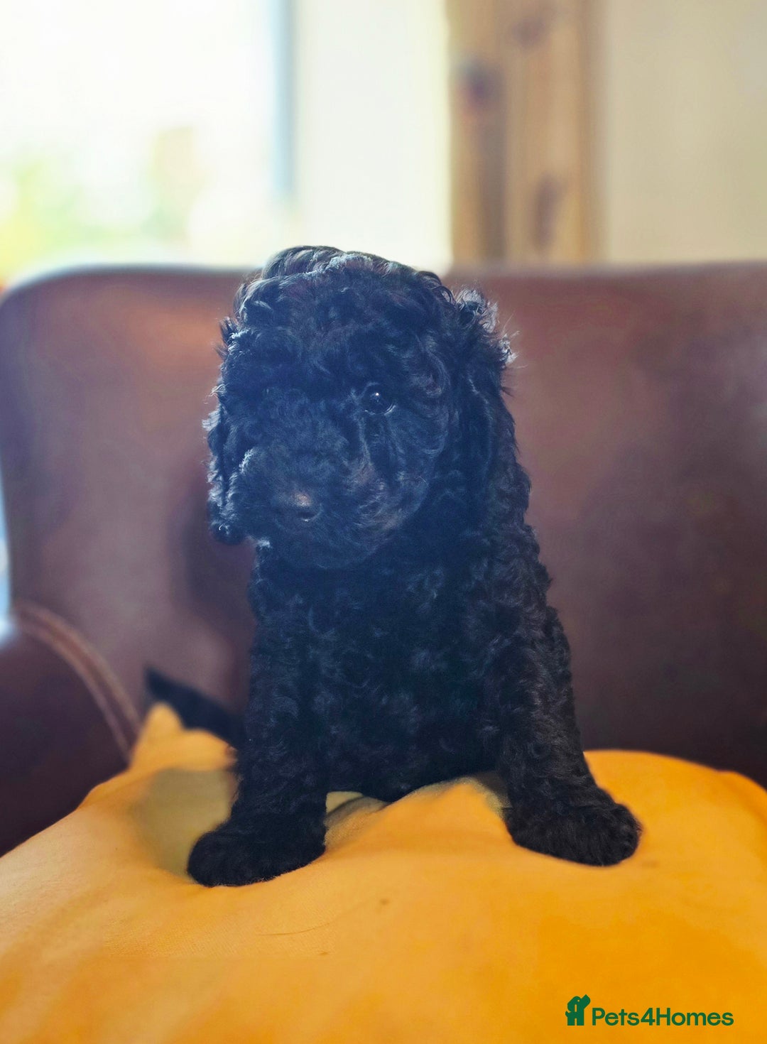 Cockapoo dogs for sale: Stunning F1b cockerpoo male - Advert 19