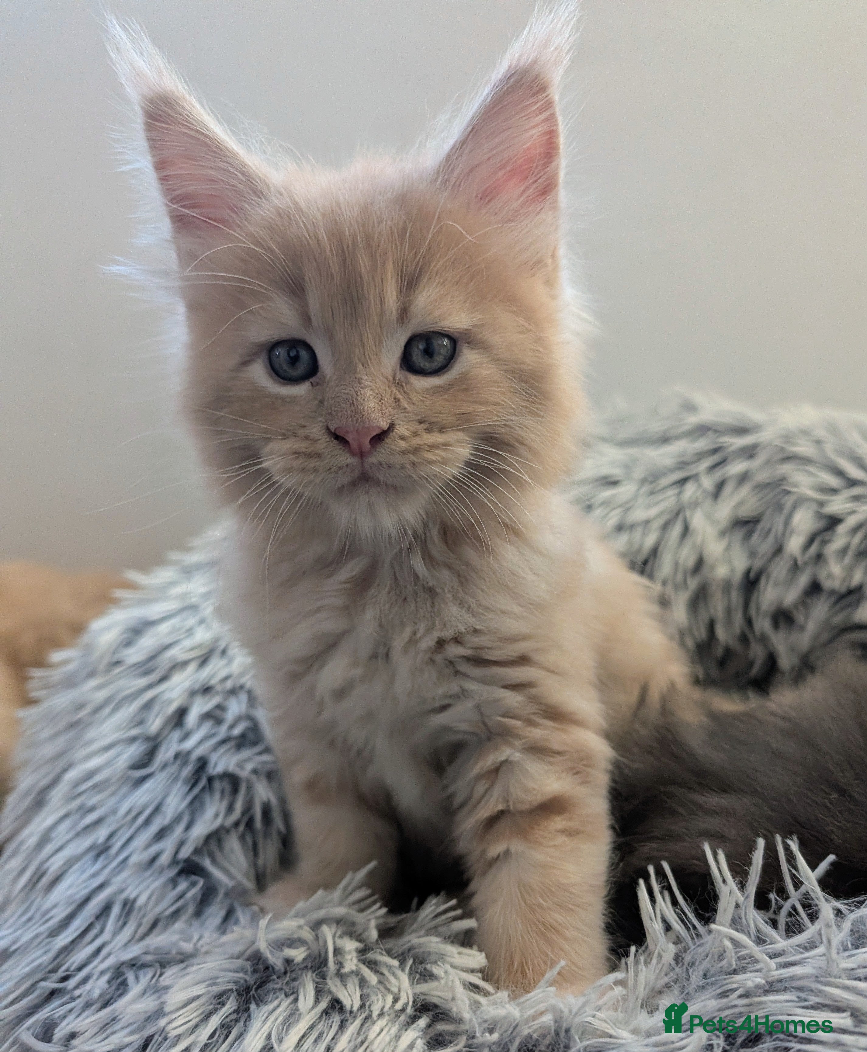 Maine Coon cats Beautiful Tica Registered Maine Coon Kittens  - Advert 10