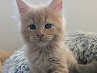 Maine Coon cats Beautiful Tica Registered Maine Coon Kittens - Advert 10