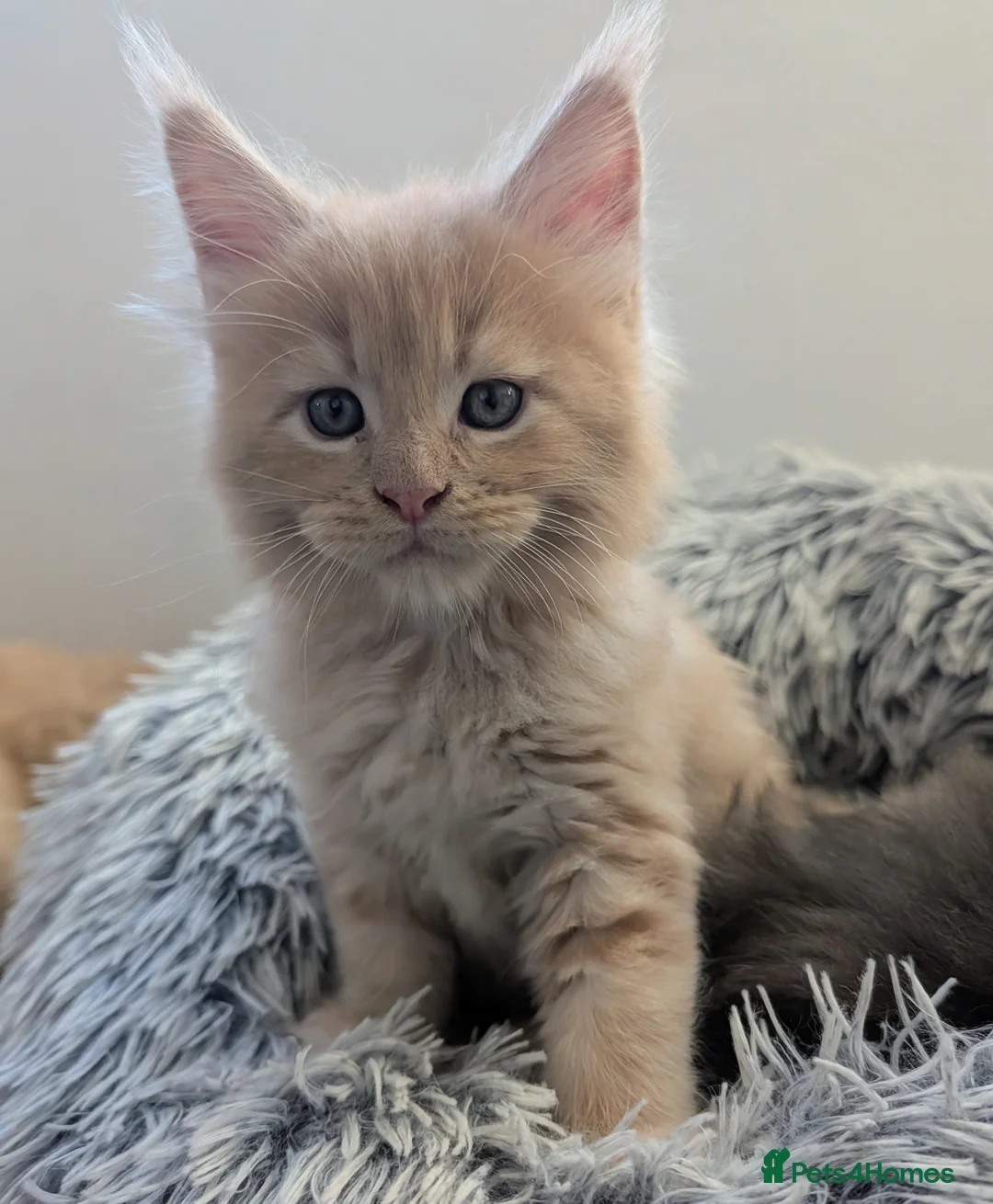 Maine Coon cats for sale: Beautiful Tica Registered Maine Coon Kittens  - Advert 1
