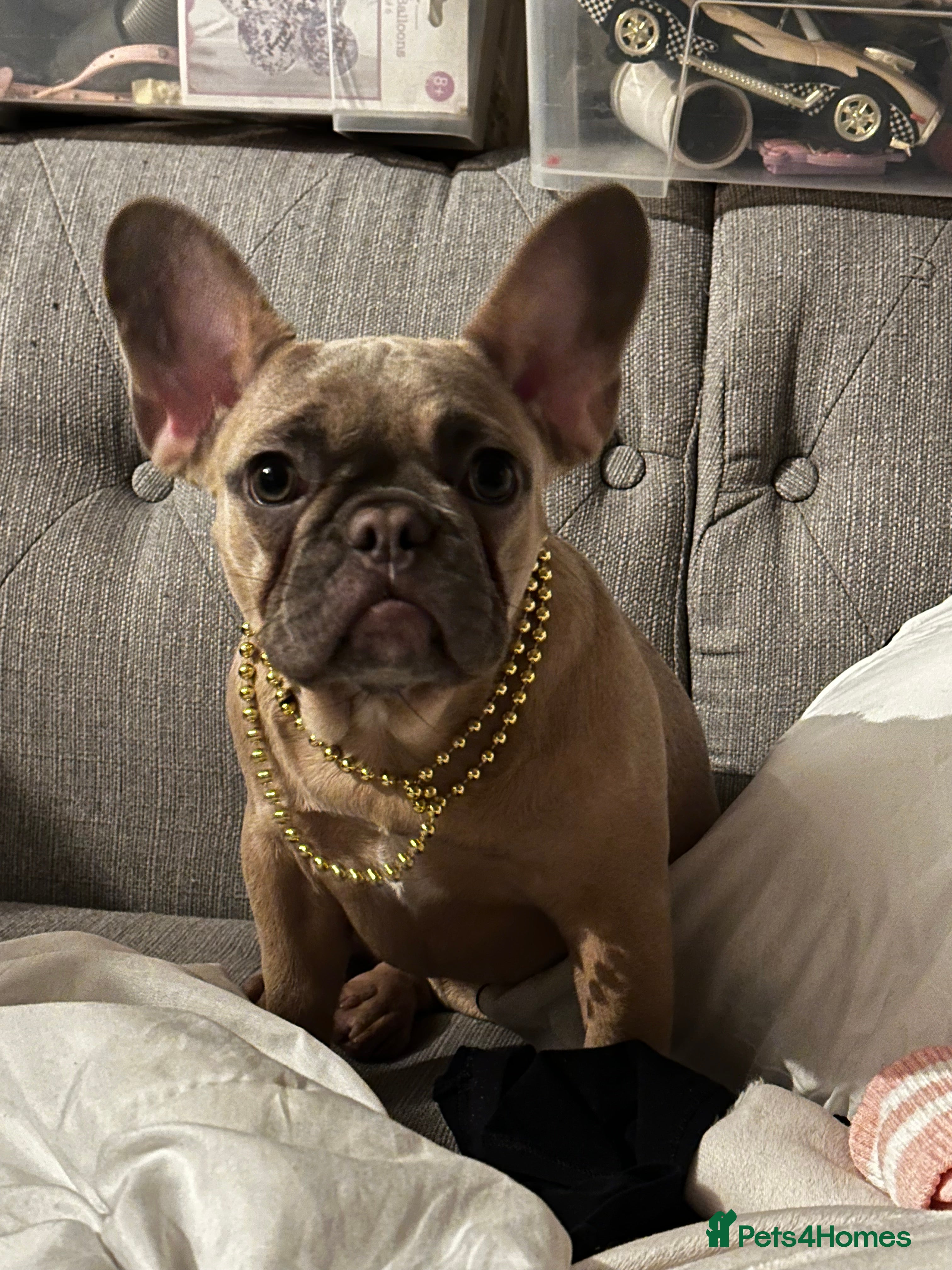 French Bulldog dogs Frenchie  - Advert 1