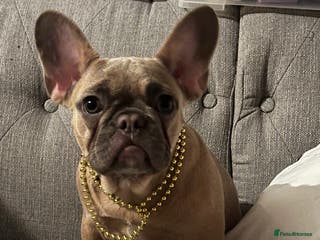 French Bulldog dogs Frenchie - Advert 2