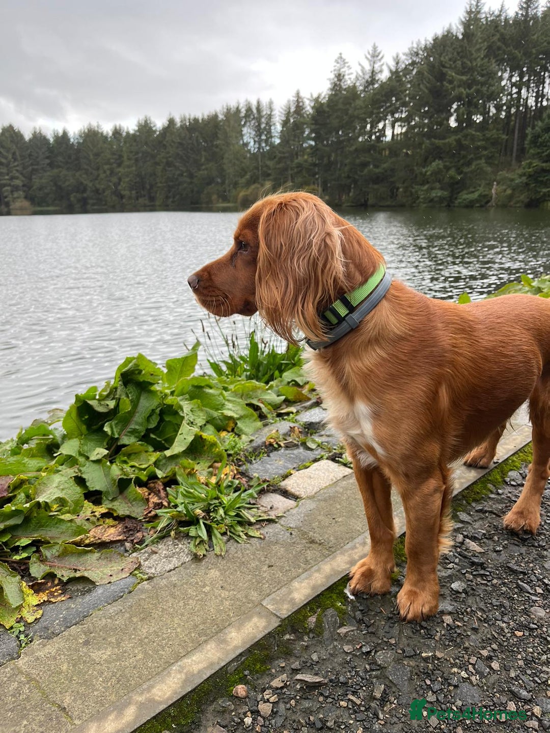 Cocker Spaniel dogs for stud: Proven working KC reg Cocker Spaniel for stud.  in Bathgate - Advert 1