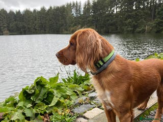 Cocker Spaniel dogs Proven working KC reg Cocker Spaniel for stud. in Bathgate - Advert 14